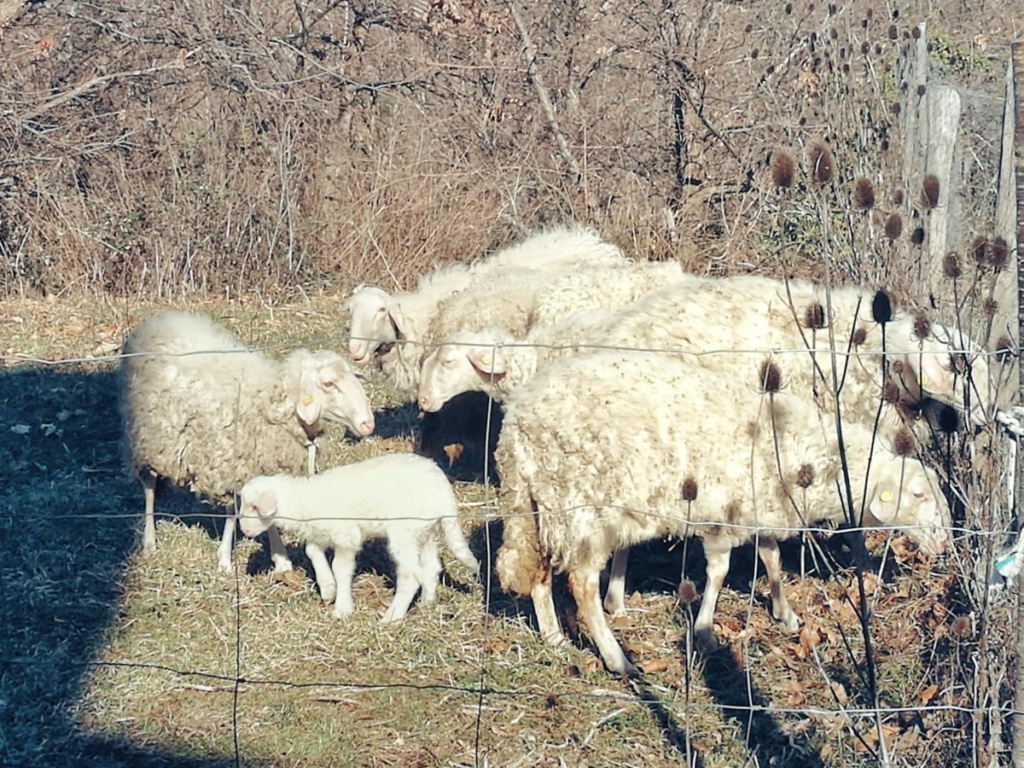 Sus ovejas