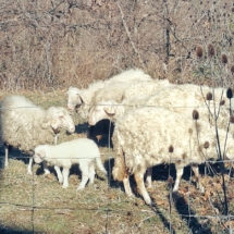 Sus ovejas