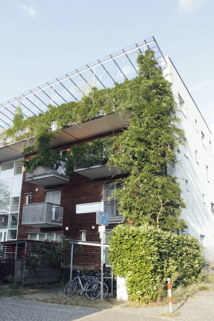 El uso de plantas trepadoras con fines estéticos y de aislamiento también es frecuente